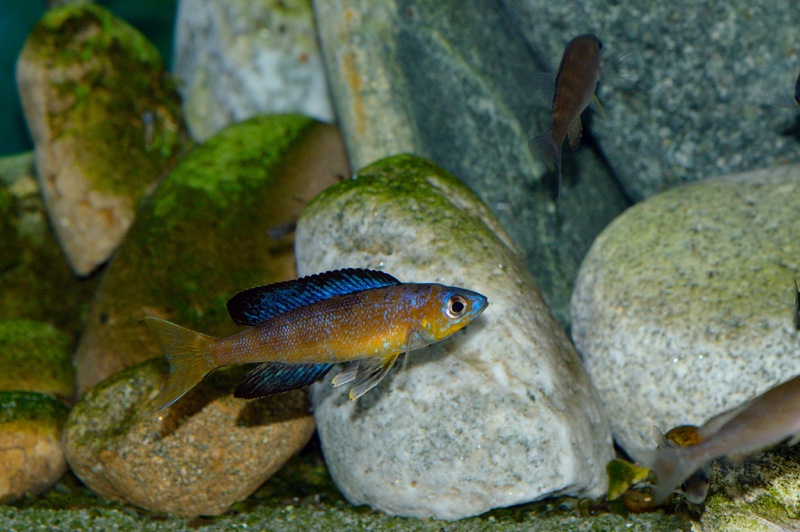 Cyprichromis microlepidotus 'Bulu Point'